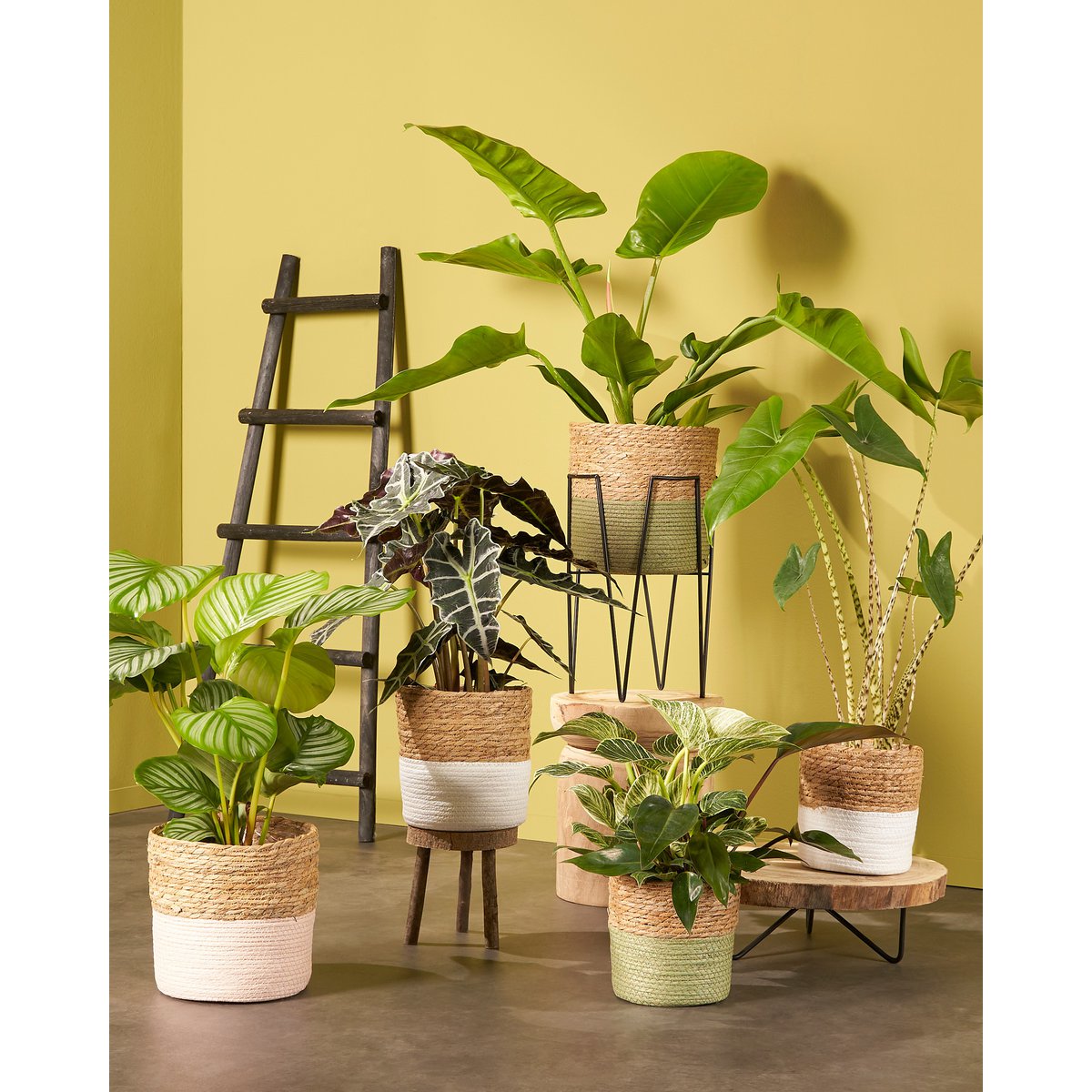 Ladderrek - L29 x B49 x H119 cm - Populierenhout - Zwart